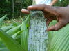 Dégâts causés par des aleurodes du cocotier en pépinière, Comores © Cirad
