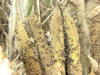 Insectes pollinisateurs du Palmier à huile sur une inflorescene mâle en anthèse © Cirad