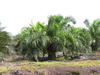 Palmier à huile en Indonesie © Cirad