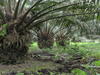 Palmiers à huile hybrides © Cirad