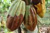 Pourriture brune sur cabosses de cacaoyer © Cirad, J. Avelino