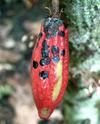 Jeune fruit ou chérelle piquée par des mirides © Cirad, R. Babin