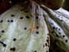 Dégâts et larve d'Helopeltis sur des cabosses de cacao © Cirad, R. Babin